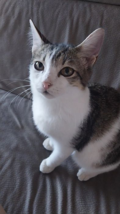Котята 5 месяцев