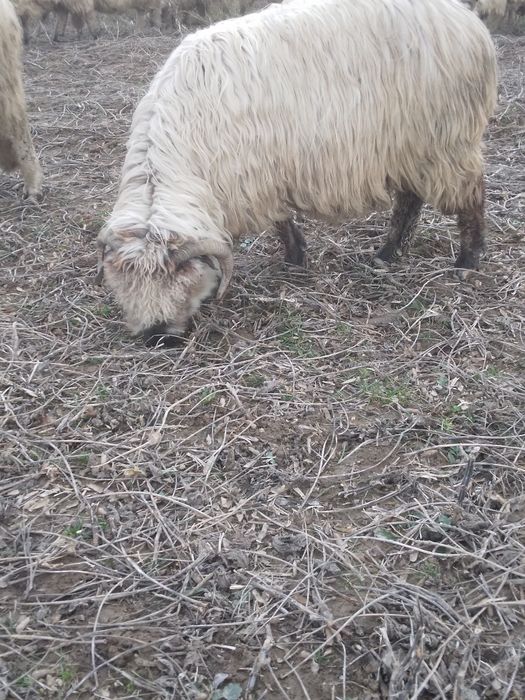 Vind oi gestante bune de tinut