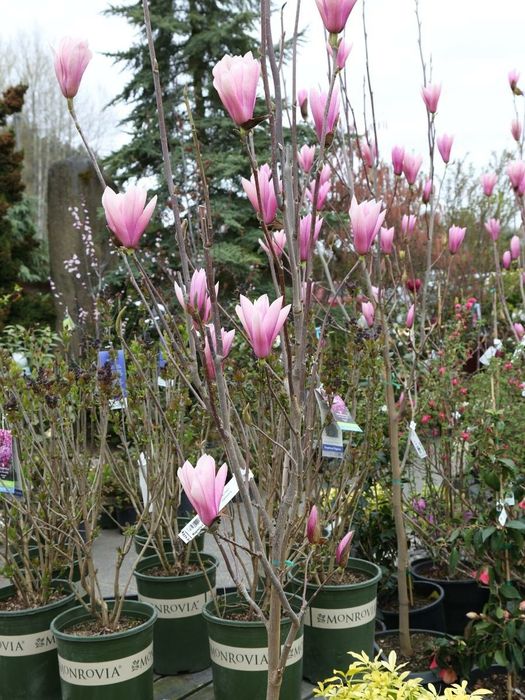 Magnolia Ruba Rustica