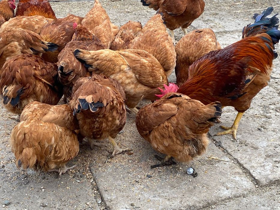 Gāini și cocoși de vânzare