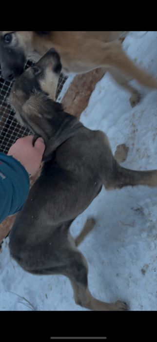 Срочно тазы кушик сатам