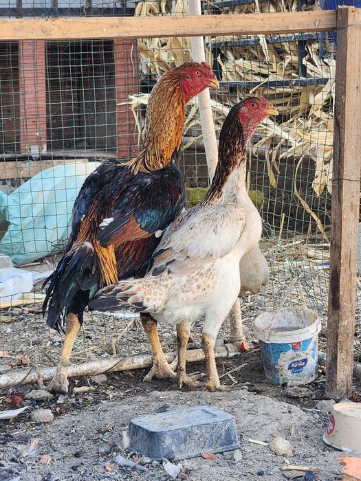 Хуроз ва товук бир жуфт