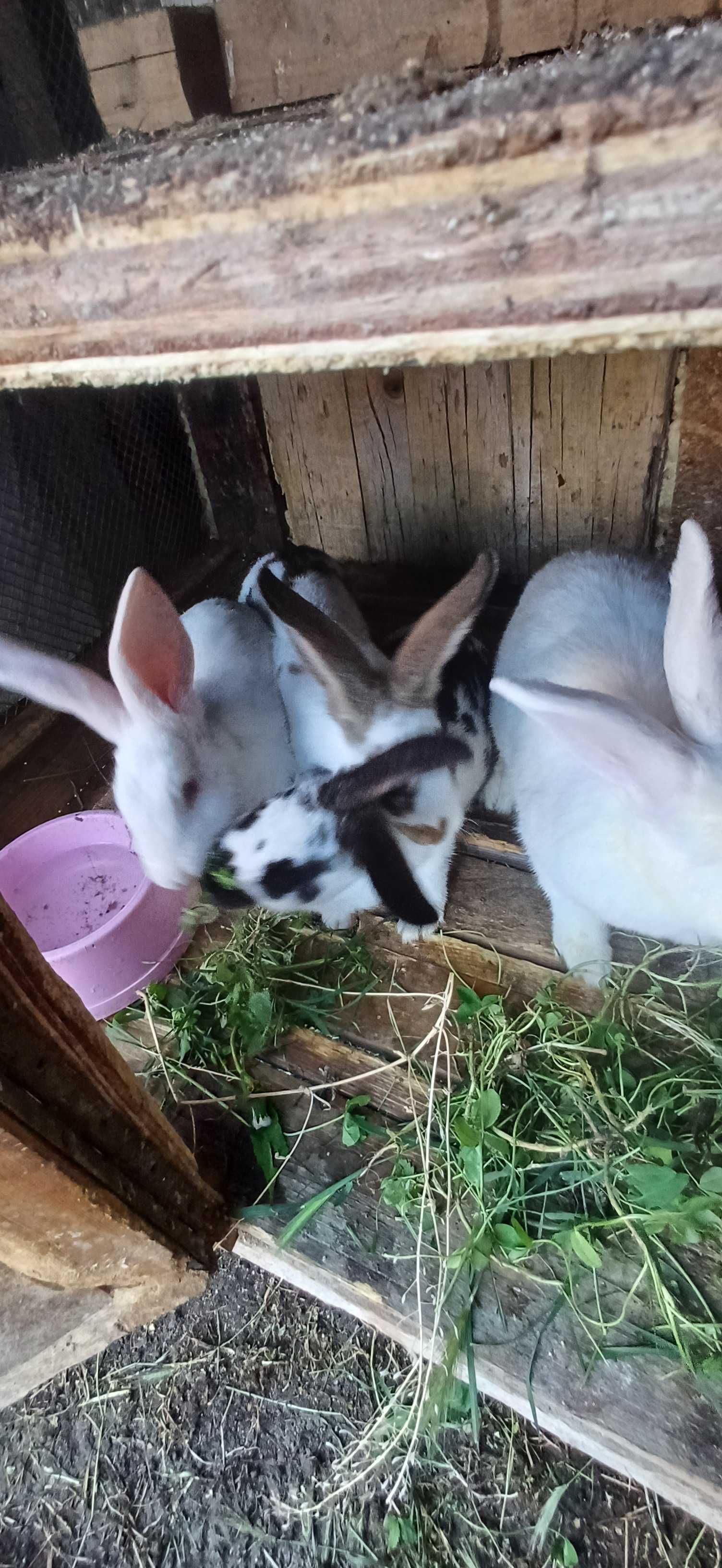Продавам заици и гълъби