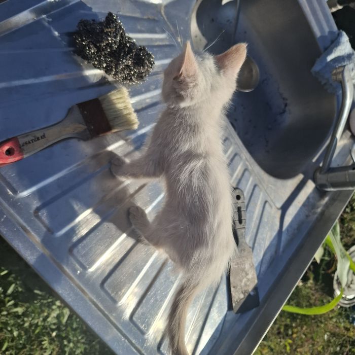 котят в добрые руки!!!