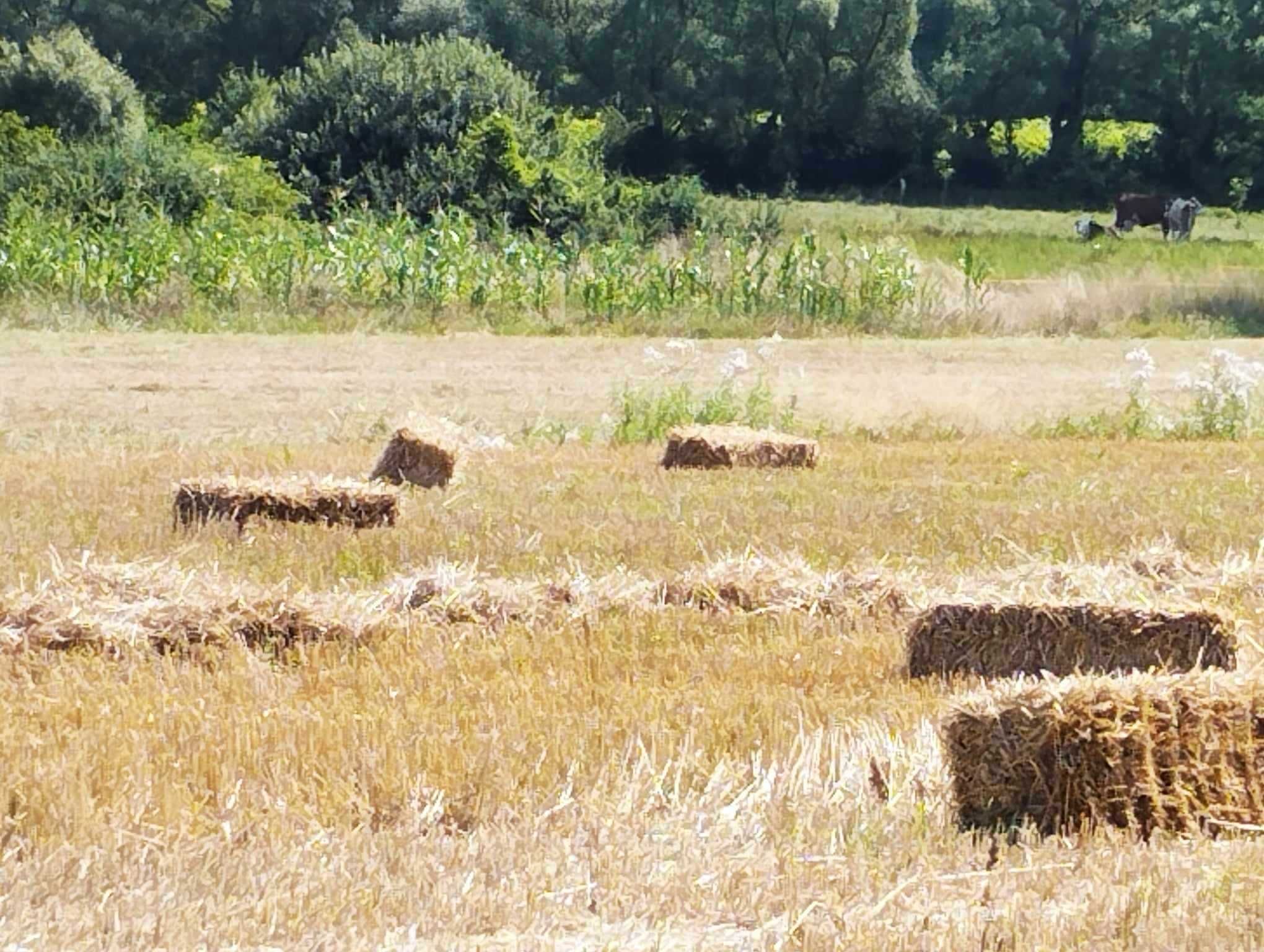 Vand baloti de oraz/orzoaica.