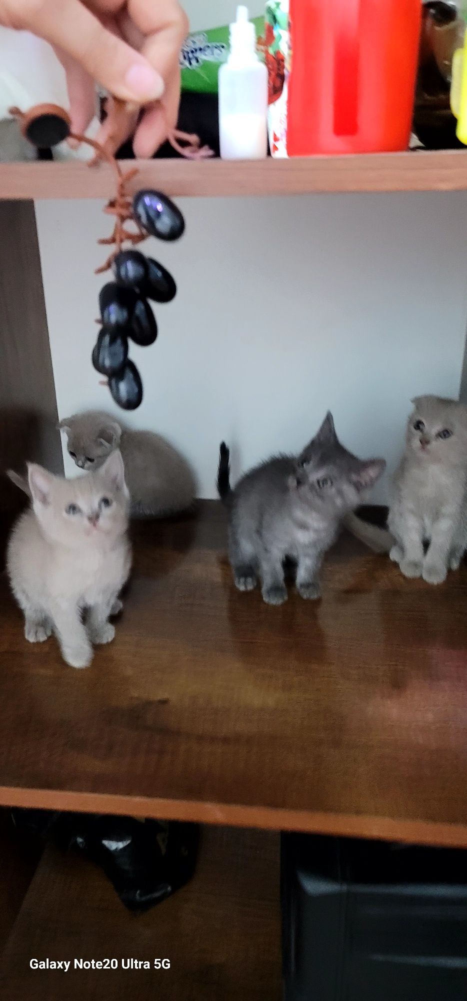 Скотч фол, страйт мушук