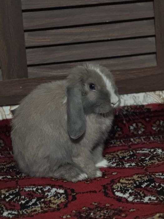 Минилопс миникролик