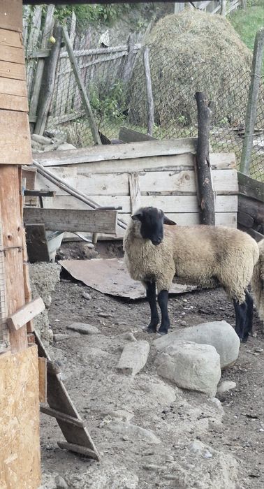 Berbecuț suffolk 5 luni