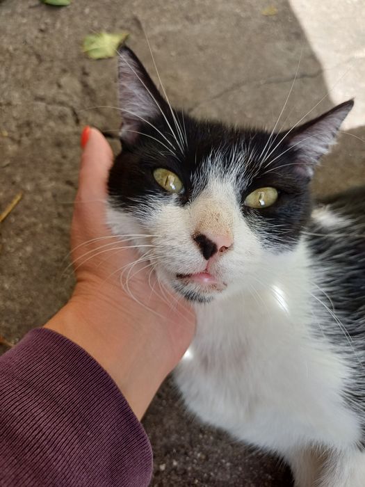 Подарявам гальовна женска котка