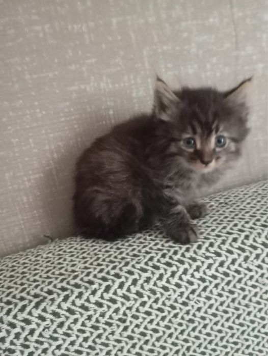Отдам котят пушистиков