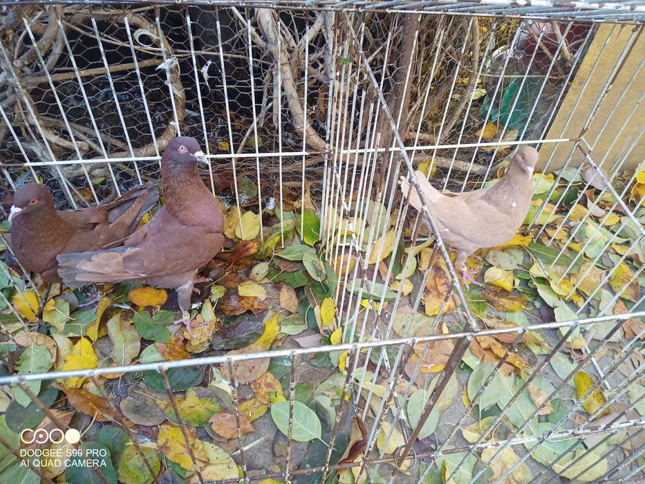 Porumbei de ornament