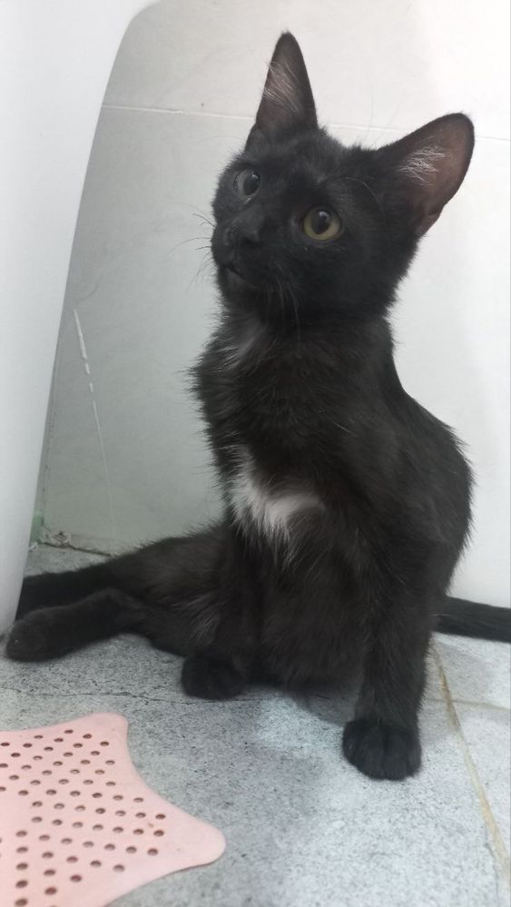 Черный котенок ласковый умный