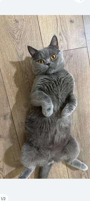 strayt Britanes vyazka