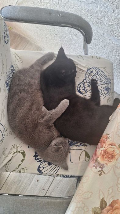 Британско таби търси своя дом