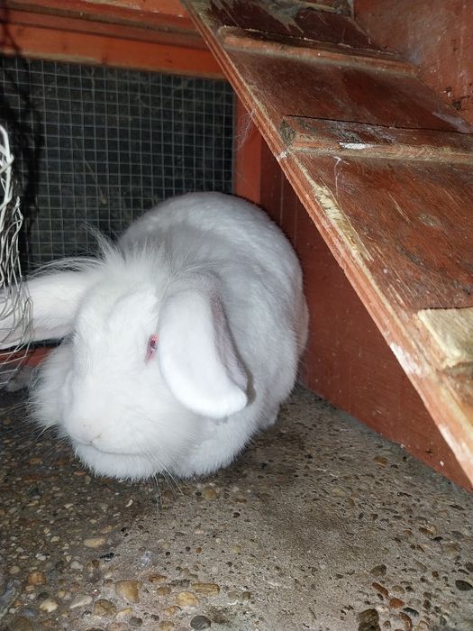 Vând iepuri împreună sau separat