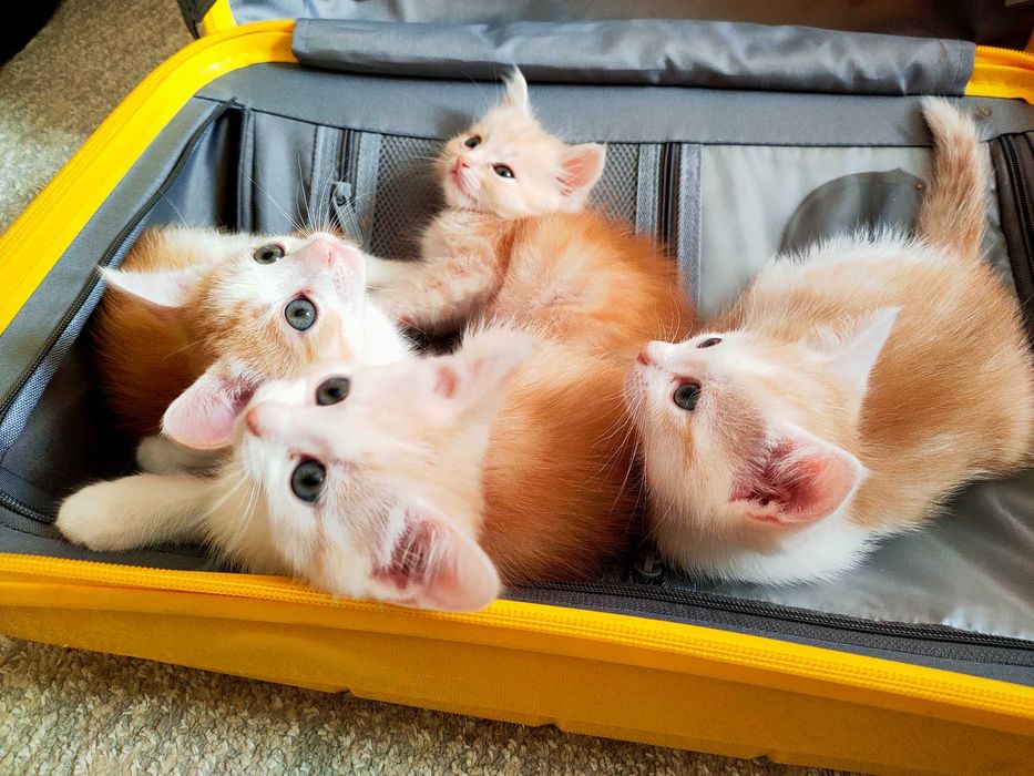 Котята малыши 1,5 месяца