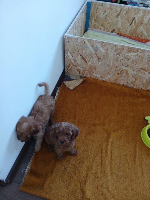 Продавам мини Пудели