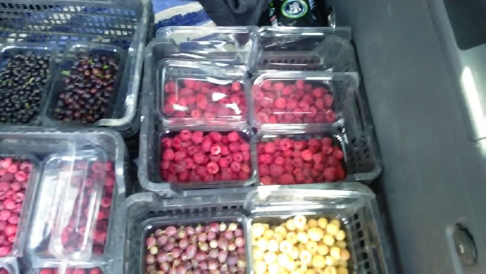 Butasi(drajoni) zmeura polka la SUPER pret