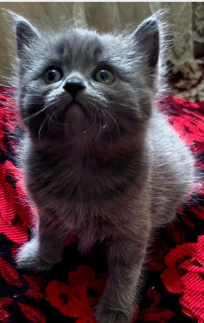 Породистые котята