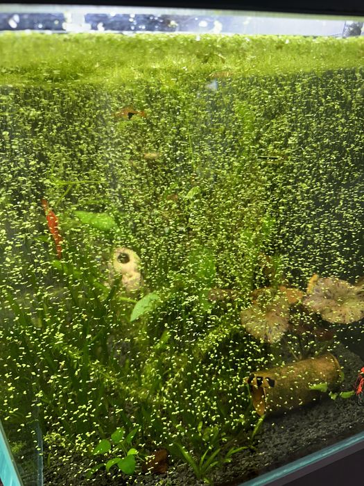 Ряска растения для аквариума