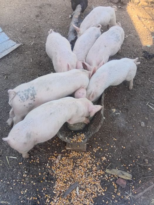 !!! Se vând 5 din 7