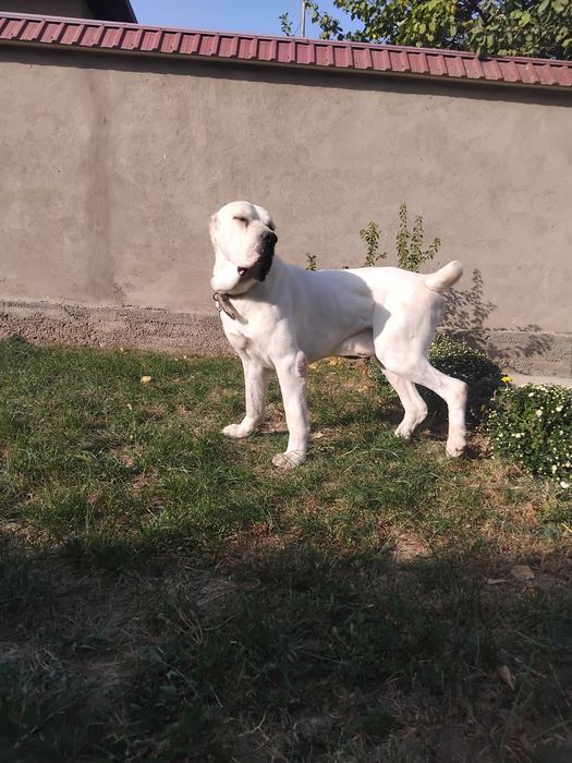 Алабай чистокровный вязка 150$