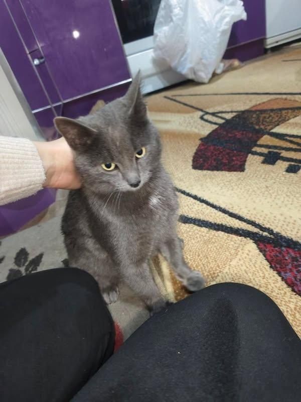 Котик срочно  ищет дом