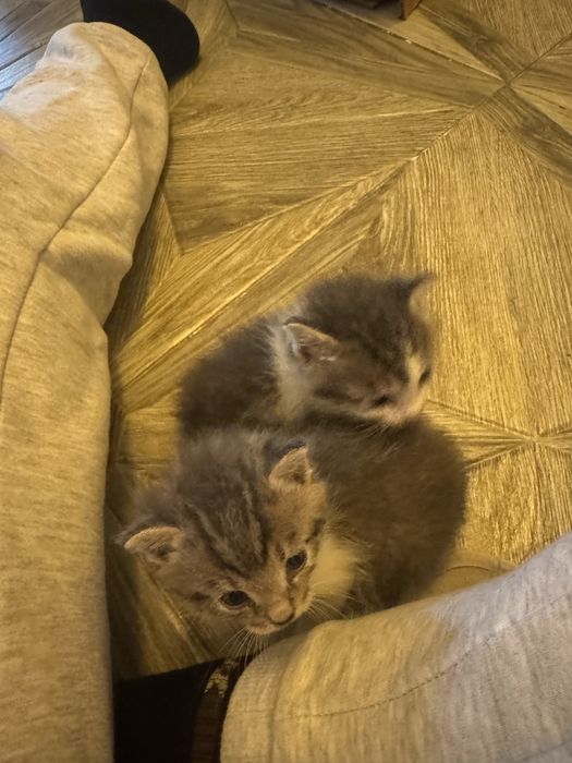 Срочно ! Нашла котят, они ищут добрых хозяев и дом.