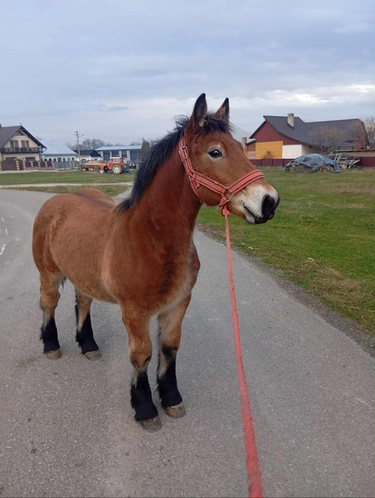 Vând mânz de 6 luni