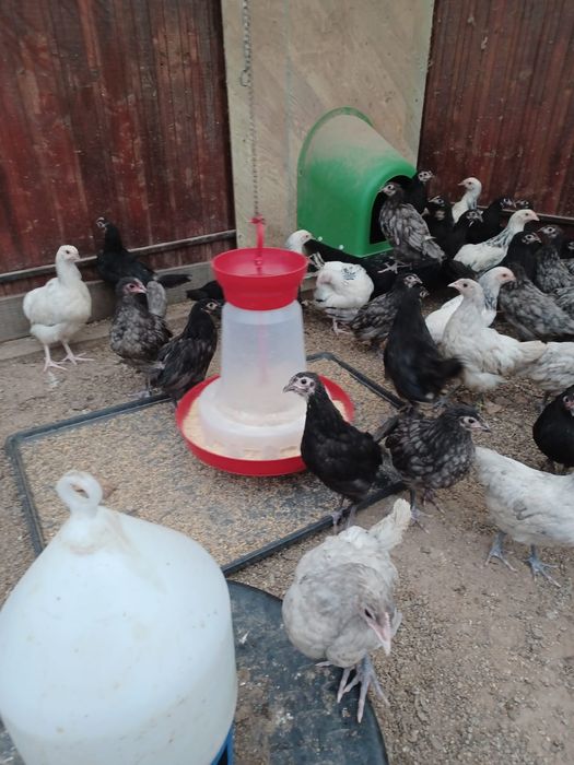 Pui australorp negru albastru și splash