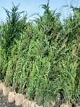 Chiparos leylandii la oferta livrare plantare gratuita