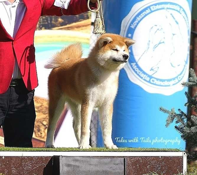 Pui Akita inu femela de top arbitrata, părinți multipli campioni.