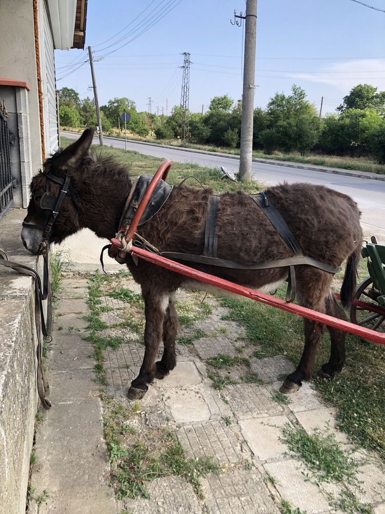 Мъжко магаре за работа