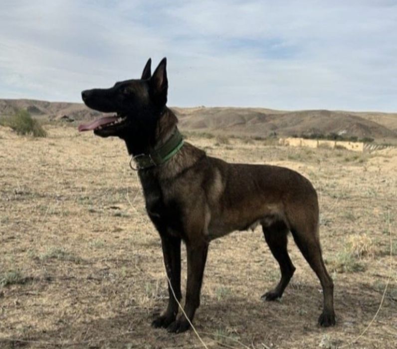 Продам кобеля Бельгийской овчарки Малинуа