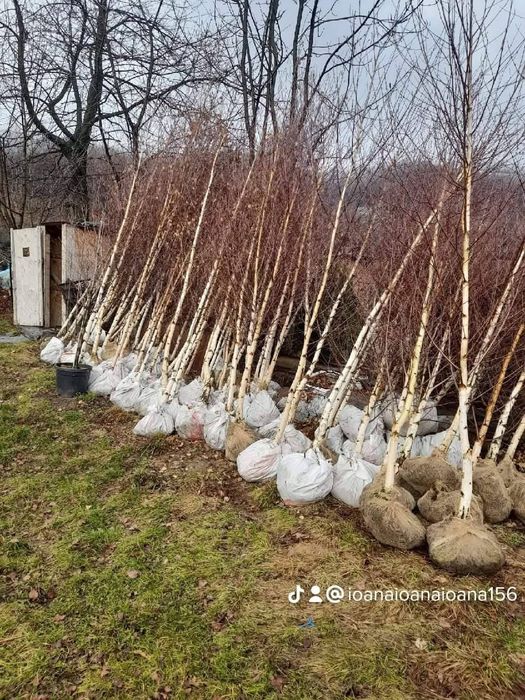 Vând plante ornamentale tuia smarand tuia Leylandii