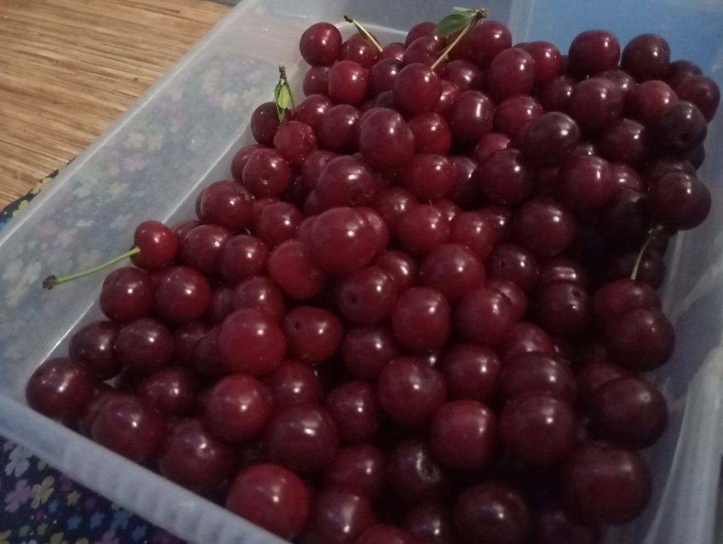Дачная вишня крупная