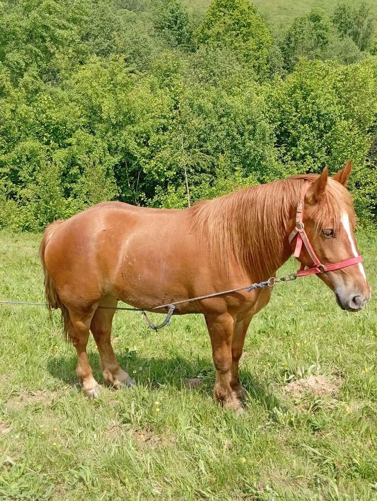 Noatin de vânzare