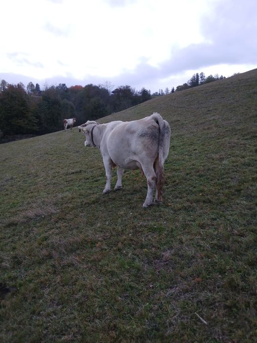 Vacă de 9 ani vânzare bună de lapte gestantă de 4 luni