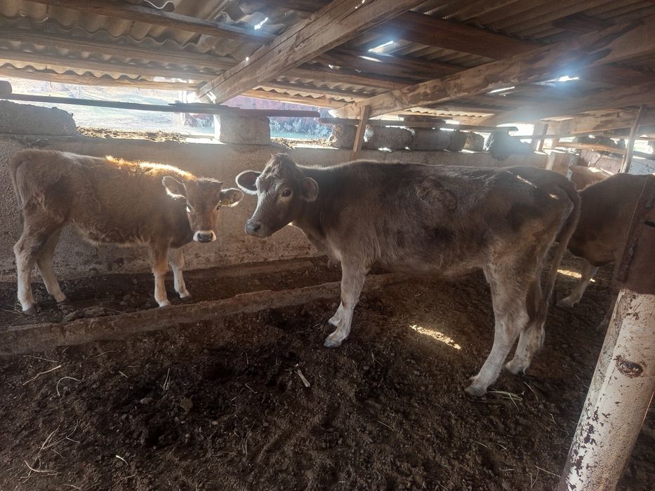 Продам коров 2 и тёлочку и бучка