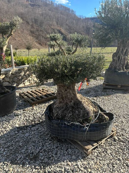 Măslini rezistenți la frig