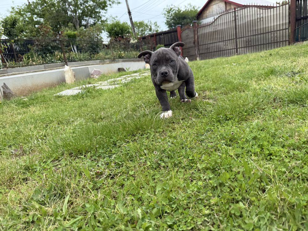 Vand mascul american bully pocket