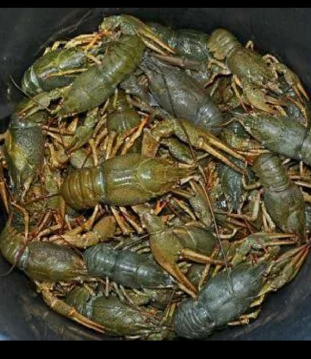 Продам живых раков