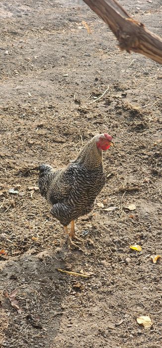 Xoʻroz 2 xil sotiladi