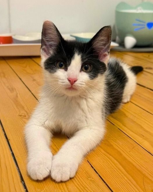 Марсик в поисках своей семьи