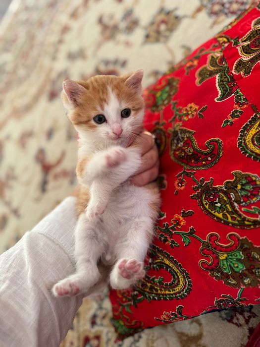 Кошка мысык кішкентай