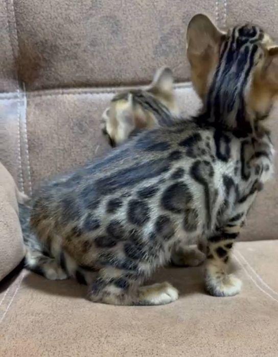 Bengal mushukchalar