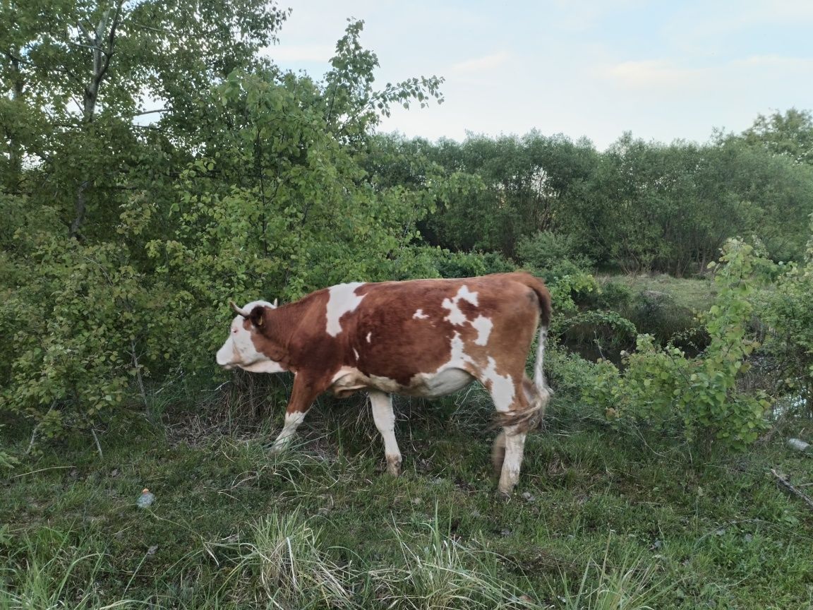 Vând juninci de 2 ani