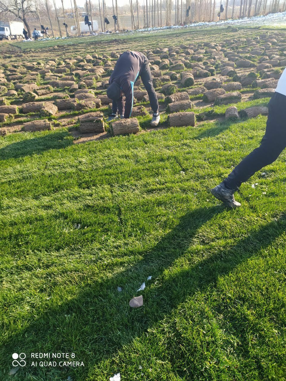 Rulonli gazon bor, kvadrati 25.000 Joyimiz Samarqandda