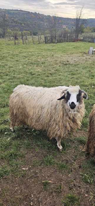 Vând miei berbecuți și miele