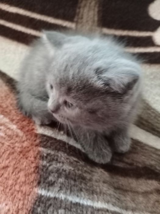 Котята Скоттиш Страйт